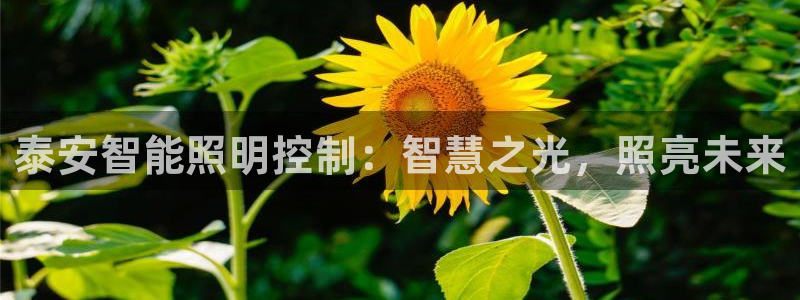 云顶国际服s9更新时间
