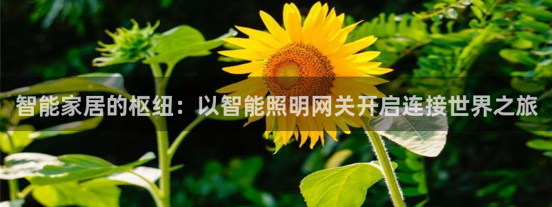 云顶国际软装公司怎么样